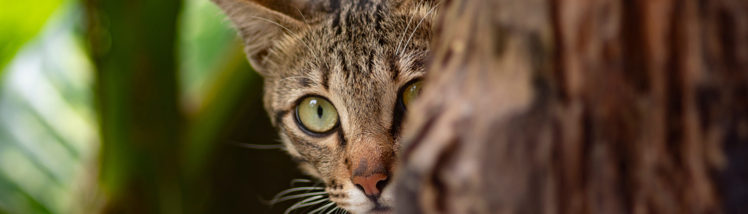 When Legitimate Emails Turn Malicious: How Modern Phishing Hides in Plain Sight